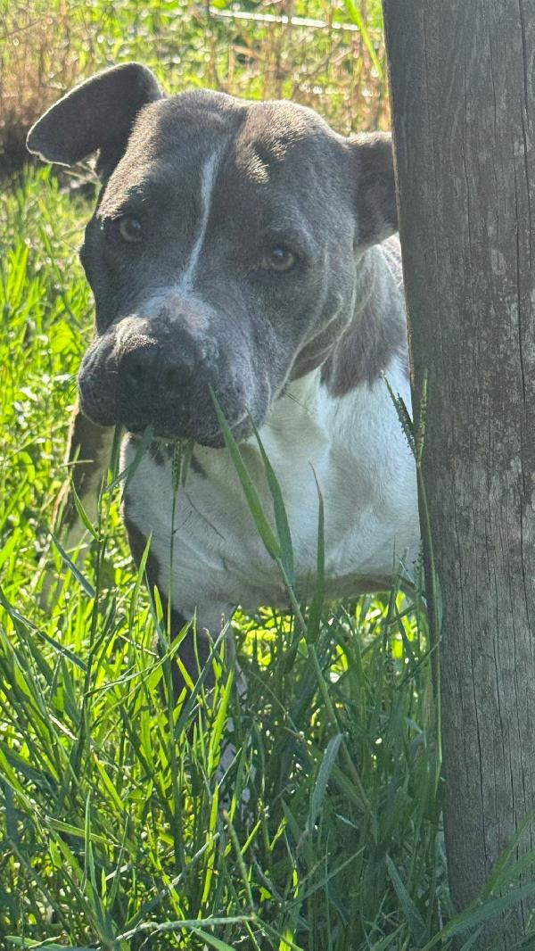 Yuma, Amstaff blu 11 anni – taglia media, dolcissima nonnina Foto 3